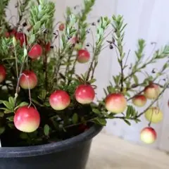 Primula様 リクエスト 2点 まとめ商品