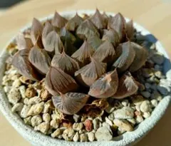 ハオルチア　オブツーサ系