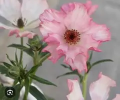 ラナンキュラスラックス　イーシス　希少苗　分球なし　4芽 タグ付き ラナンキュラスラックス イーシス 希少苗 分球なし 4芽 タグ付き