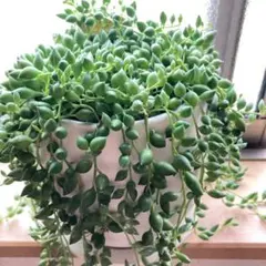 幸福堂のひびき様 リクエスト 2点 まとめ商品⚠️ポトス2カット苗ずつ