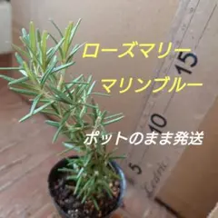 【6-N】お料理等用途沢山♫ローズマリー苗　品種マリンブルー苗