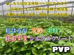 牡蠣醬油様専用　はるか10 シルク10