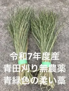 令和7年度産藁　青田刈り無農薬稲藁　しめ縄　リース　藁細工　稲藁