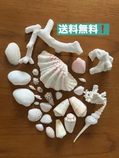 さらにお値下げ❣️白い貝殻とサンゴのセット
