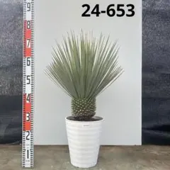 2026年最新】ユッカ ロストラータの人気アイテム - メルカリ