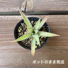 多肉植物 韓国苗 ブラッドブリアナ錦 現品のみ エケベリア ブラッドブリアナ錦 Echeveria 'Bradburyana Variegated