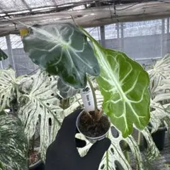 Anthurium KOSvari×KOS butterfly vari 種1粒 - メルカリ