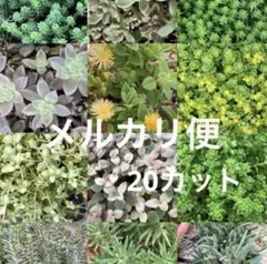 多肉植物 カット苗 10種類 20カット セダムなどのサムネイル