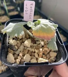 2026年最新】ミラビレの人気アイテム - メルカリ