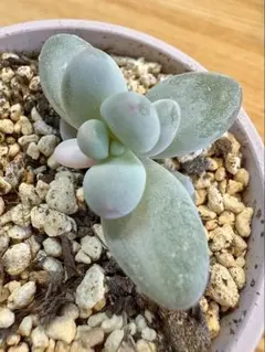 2026年最新】星美人 多肉の人気アイテム - メルカリ