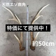 エゾシカ鹿の角 約70センチ - メルカリ