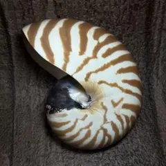 オウム貝、台座付き　貝殻 kaiyokobo_sh-0078