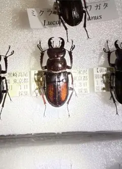 2025年最新】ミクラ 標本の人気アイテム - メルカリ