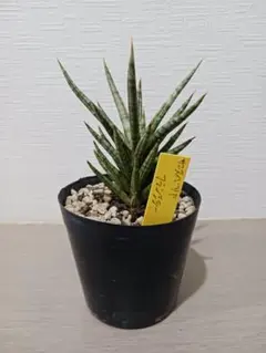 user_2ba44211様 リクエスト 2点 まとめ商品