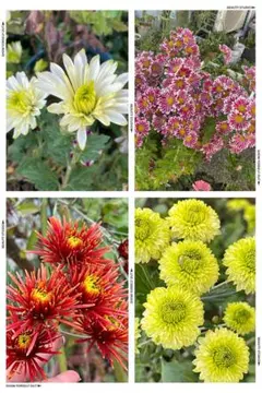 クレマチス 挿し穂 6本セットネコポス便発送 クレマチス 挿し穂 6本セットネコポス便発送