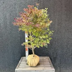 2025年最新】ドウダンツツジ苗の人気アイテム - メルカリ