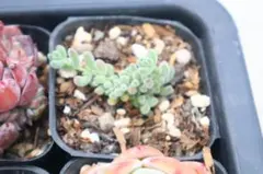 ドロサンテマム・氷晶