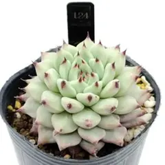 綾鷹様 リクエスト 3点 まとめ商品【速達対応】