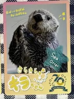 ラッコのキラちゃん　トレカ2枚セット（レア、ノーマル） 鳥羽水族館 ラッコのメイとキラ 写真集 コレカ ノーマルカード