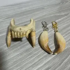 2025年最新】熊 牙の人気アイテム - メルカリ