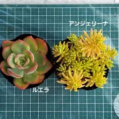 ルエラ　アンジェリーナ　抜き苗　多肉植物のサムネイル