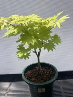 黄金板屋カエデの苗木 ② - メルカリ