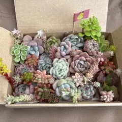 多肉植物　エケベリア　韓国苗　多肉弁当　カット苗詰め合わせ