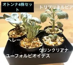 オトンナ　4株セット　実生　鉢ごと　へレー　トリプリネルビア　ウリンクリアナ等のサムネイル