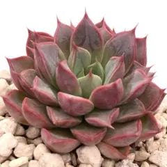 メルカリ便発送&ロウルサンコさんラベル付き☆多肉植物 アロエ 苺怪獣 メルカリ便発送&ロウルサンコさんラベル付き☆多肉植物 アロエ