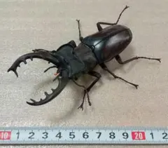 メタリフェルホソアカクワガタ 標本 (ペレン島) ギリギリ65㎜ - メルカリ