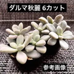 9【 実際の株2枚目以降　カット】だるま秋麗錦　綺麗♡ 9【 実際の株2枚目以降 カット】だるま秋麗錦 綺麗♡ - メルカリ