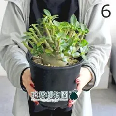 現品】アデニウム・アラビカム モンスター 5号 黒鉢（9） - メルカリ