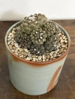 ✨現物①点限り✨超激レア✨黒棘 加奈留玉(か