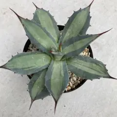 2026年最新】吉祥天錦の人気アイテム - メルカリ