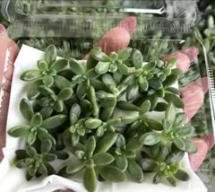 多肉 姫秀麗錦 カット苗 10個 - メルカリ
