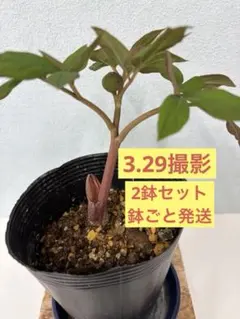 2026年最新】ヤマシャクヤクの人気アイテム - メルカリ