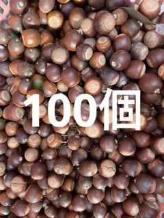 クヌギドングリ 100個
