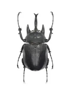 2025年最新】昆虫 標本 販売の人気アイテム - メルカリ