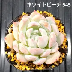 ホワイトピーチ 545 エケベリア 多肉植物 抜き苗