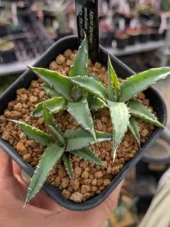 Agave garciae-mendozae アガベ ガルシアメンドーサ - メルカリ