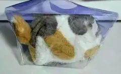 【入手困難】お菓子なし　ねこみゃみれ　にゃんポーチのサムネイル