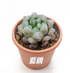 多肉植物 ハオルチア 九尾狐錦 透明窓 超美品 糊斑 - メルカリ