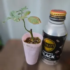 処分SALE！ ☆超希少 マジックモカ ☆薔薇 挿し木苗 バラ