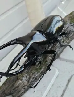 いきもの大図鑑アドバンス　モーレンカンプオオカブト　塗装品