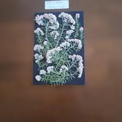No.2064 ◇ 押し花素材　ライスフラワー