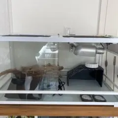 フトアゴヒゲトカゲ　爬虫類　ケージのサムネイル