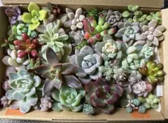 多肉植物　カット苗　多肉弁当　多肉詰合せ