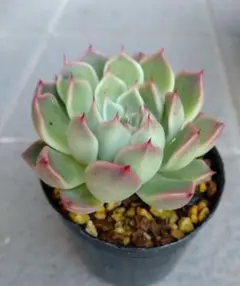 miyaさん✡️モラニー×(メキシコミニマ×ヒューミリス)✡️ミヤ苗 多肉 抜苗 miyaさん✡️モラニー×(メキシコミニマ×ヒューミリス)✡️ミヤ苗