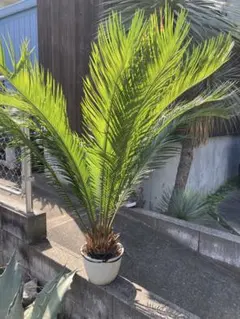 現地球 発根済み サイカス sp 陶器鉢のまま ドライガーデン ソテツ