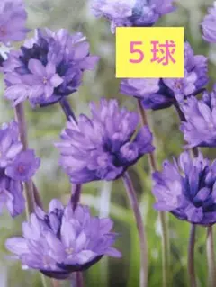 kei☆様 レア 高品質 カーネリアン桜瑪瑙 花 タンブル 握り石 石